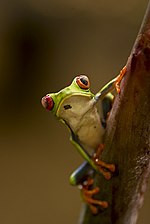 Miniatura para Agalychnis callidryas