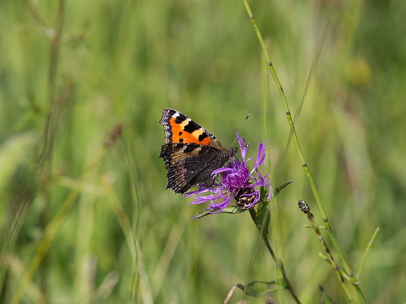 File:Aglais urticae CF9A3140 Kleiner Fuchs.jpg