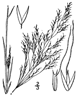 <i>Agrostis elliottiana</i> Species of flowering plant