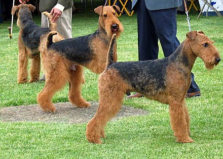 Airedale Terriers being judged at a dog show.