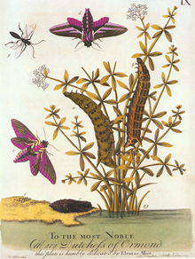 Albin Eleazar Moth 1720.png