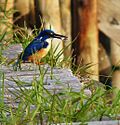 Miniatura para Alcedo semitorquata