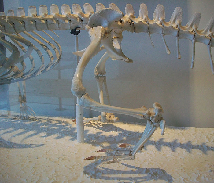 File:Alligator mississippiensis AMNH 29074 pelvis and hind limb.jpg