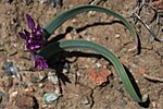 Miniatura para Allium falcifolium