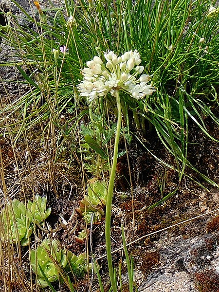 File:Allium flavescens 21(7). Zaporizhia.jpg