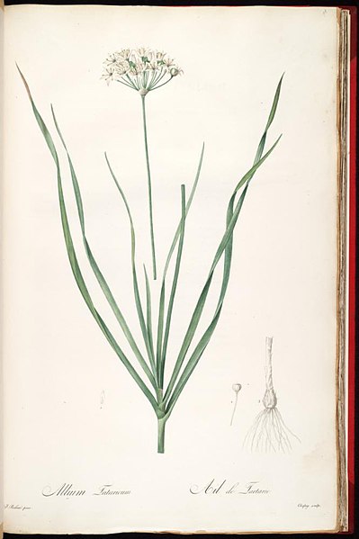 File:Allium ramosum.jpg