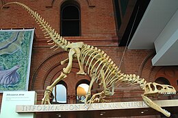 Squelette d'un allosaure exposée dans un musée.