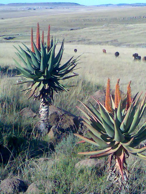 Aloe ferox on the R61 route between Cofimvaba and Ngcobo.