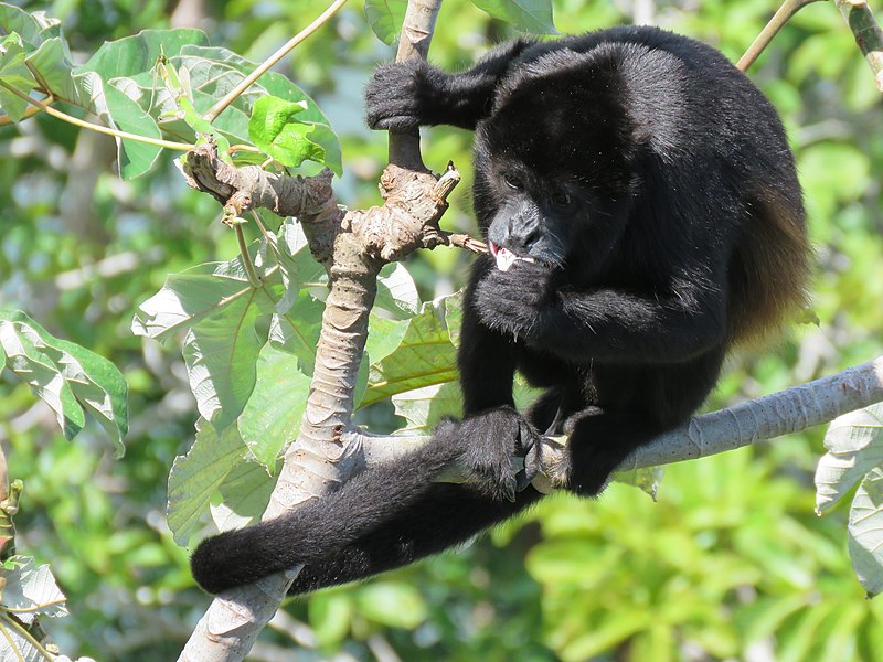 File:Alouatta palliata as a folivorous species.jpg