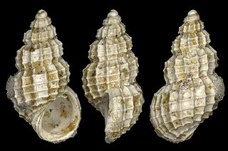 <i>Alvania aquensis</i> Species of gastropod