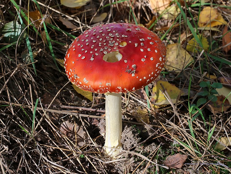 File:Amanita muscaria 2018 G03.jpg