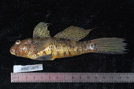 Amblygobius sphynx