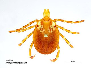 <i>Amblyomma triguttatum</i> Species of tick