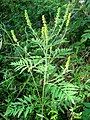 Ambrosia artemisiifolia 080908.JPG