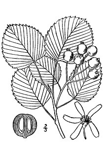 <i>Amelanchier sanguinea</i> Species of tree