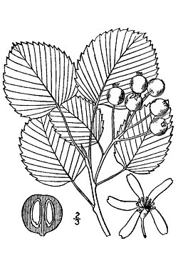 Amelanchier sanguinea - roundleaf serciveberry.jpg