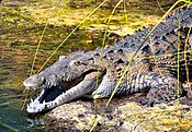 American Crocodile in Jamaica.jpg