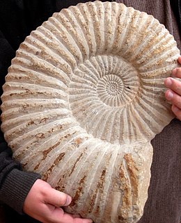 Ammonitesz, Kréta