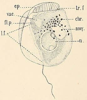 <i>Amphidinium</i> Genus of dinoflagellates