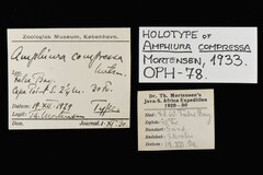 File:Amphiura capensis - OPH-000078 label.tif (Category:Amphiura capensis)