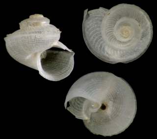 <i>Anatoma eximia</i> Species of gastropod