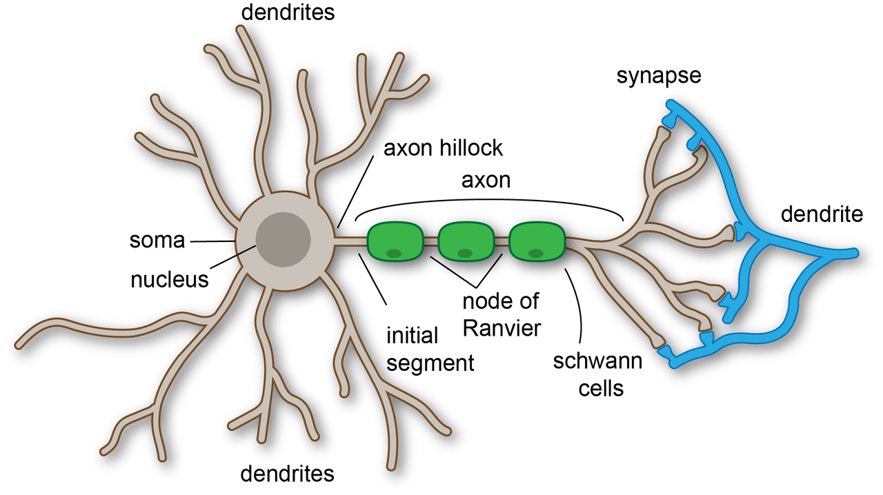 neuron model labeled