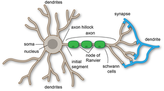 <span class="mw-page-title-main">Dendrite</span> Small projection on a neuron that receives signals