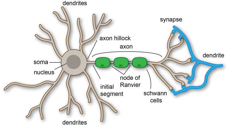 neuron diagram labeled synapse