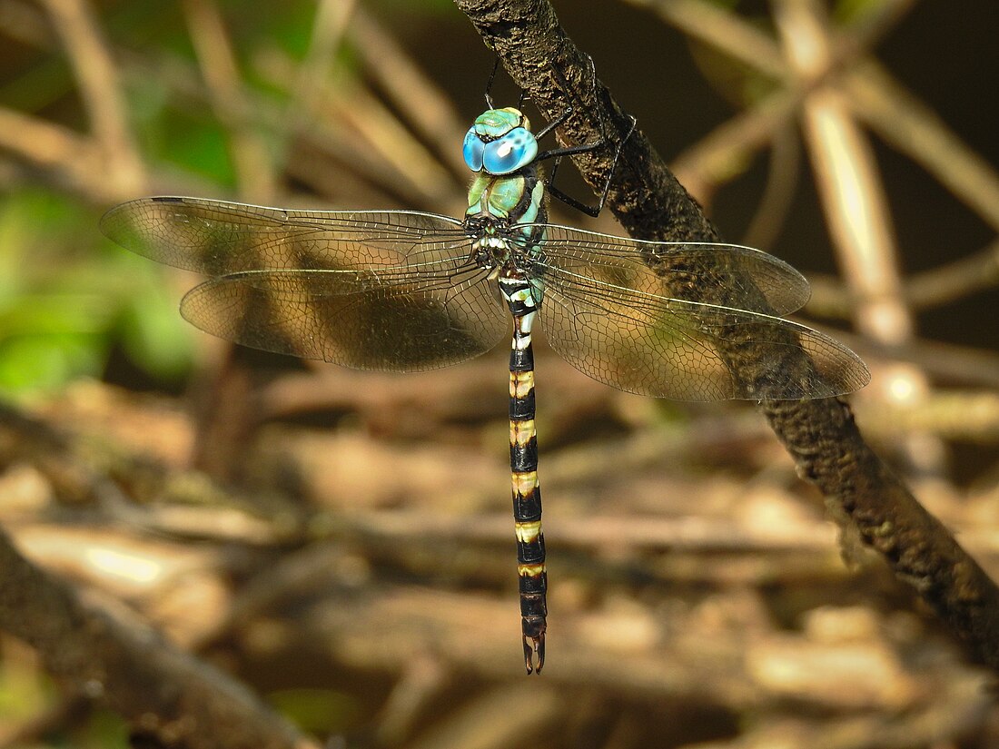 Indische Königslibelle