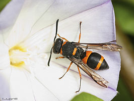 Ancistrocerus haematodes