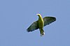 Vol Andaman Green-pigeon.JPG