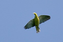 Andaman Green-pigeon flight.JPG