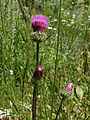 Anderson thistle (Cirsium andersonii) close