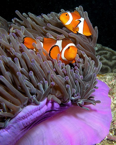Anemone purple anemonefish.jpg