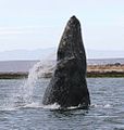 A gray whale breaching vertically, showing its very small eyes in relation to its very big head (from Baleen whale)