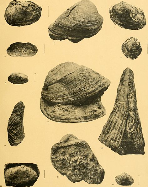 File:Annales du Musée d'histoire naturelle de Marseille, published aux frais de la ville (1906) (18382957836).jpg