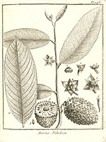 Vignette pour Annona paludosa