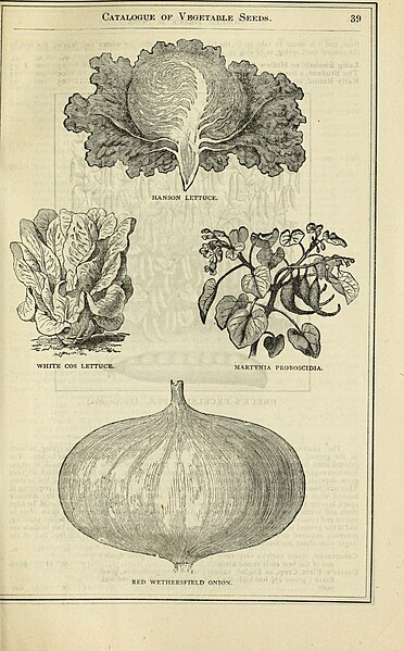 File:Annual descriptive catalogue of seeds, and c - February 1st, 1883 (1883) (18420728932).jpg