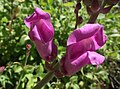 Antirrhinum australe