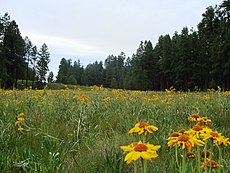 Wildflowers near Alpine, Arizona