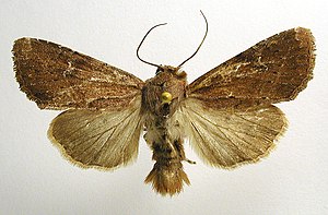 Apamea lateritia.jpg