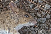 English: Unidentified mouse found dead in Bayreuth, Germany Deutsch: Unidentifizierte tote Maus