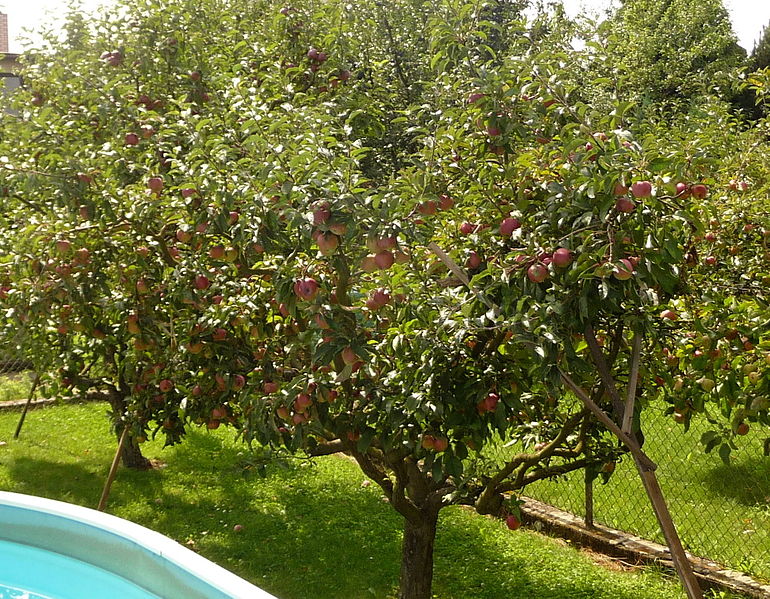 File:Apple tree, Fryšták (3).jpg