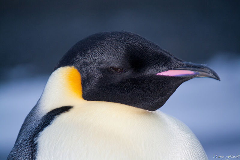 File:Aptenodytes forsteri head (1).jpg