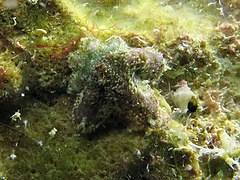 File:Aquilonastra anomala - South Island.jpeg (Category:Echinoderms of Queensland)