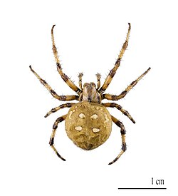 Krusta zirneklis (Araneus quadratus)