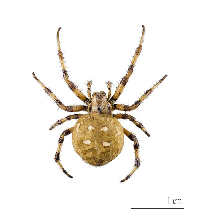 Talajlakó pókok | Pannon Enciklopédia | Kézikönyvtár