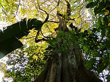 Arbol gran cucharon (Anri Pittier, Venesuela) .jpg