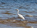 Ardea alba Linnaeus, 1758