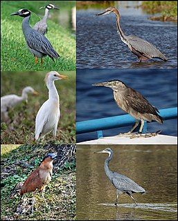 Heron Family of birds